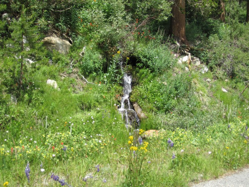 acascadingstreamletkeepstheflowersmoist.jpg
