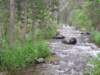 tigerlilliesandlupinesonthebanksofrockcreek_small.jpg