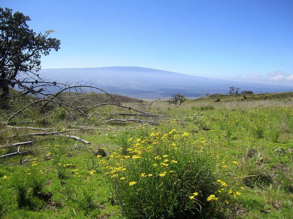 maunaloa.jpg
