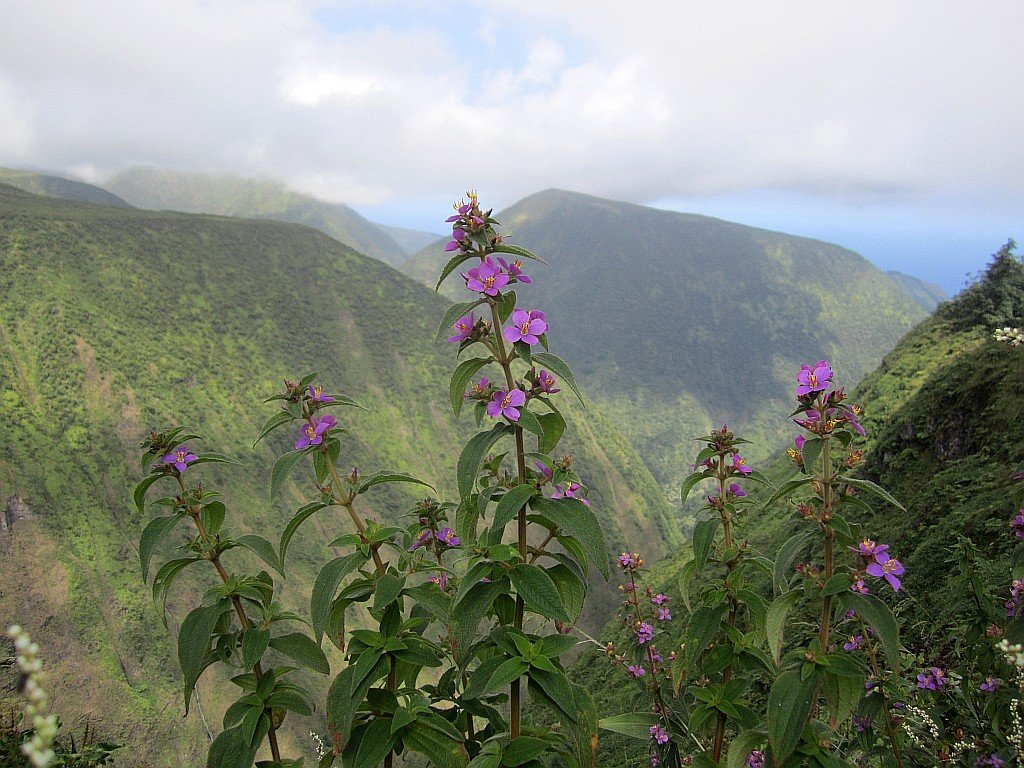 waipiovalley.jpg