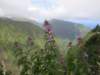 waipiovalley_small.jpg
