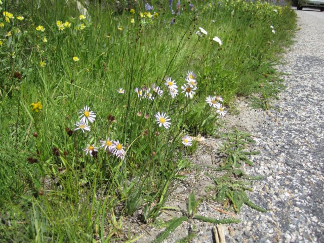 asters.jpg