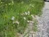 asters_small.jpg