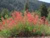 californiafuchsia2_small.jpg