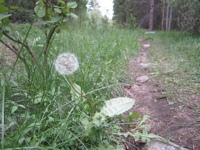 dandilion.jpg