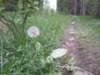 dandilion_small.jpg