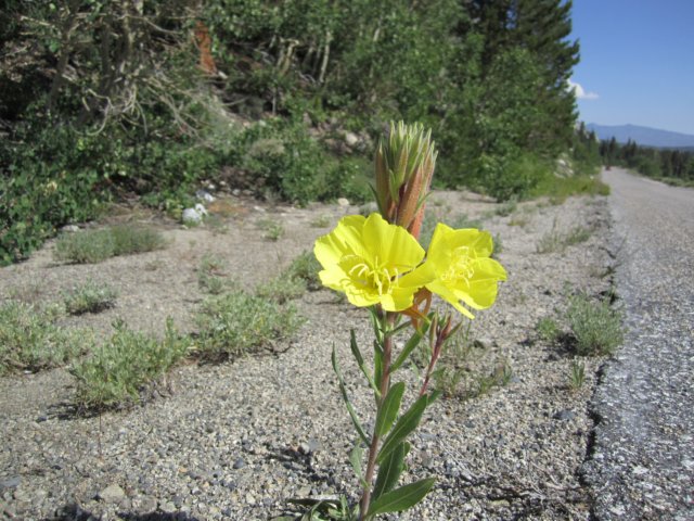 eveningprimrose.jpg