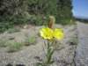 eveningprimrose_small.jpg