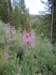 fireweed_small.jpg