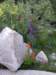 indianpaintbrush_small.jpg