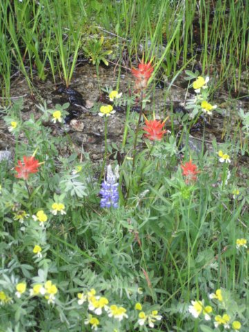 indianpaintbrushlupineandmonkeyflowers.jpg