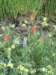 indianpaintbrushlupineandmonkeyflowers_small.jpg