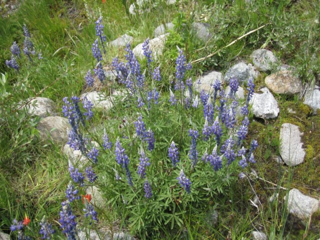 lupines.jpg
