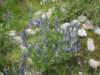 lupines_small.jpg