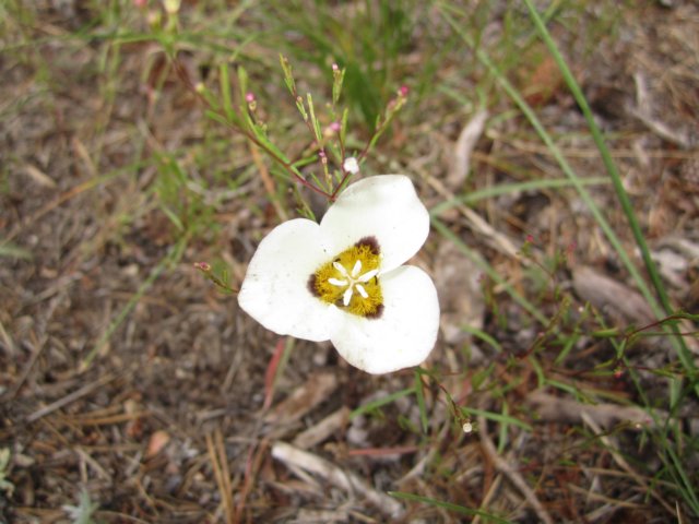 mariposalily.jpg
