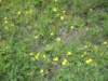 meadowcinquefoil_small.jpg
