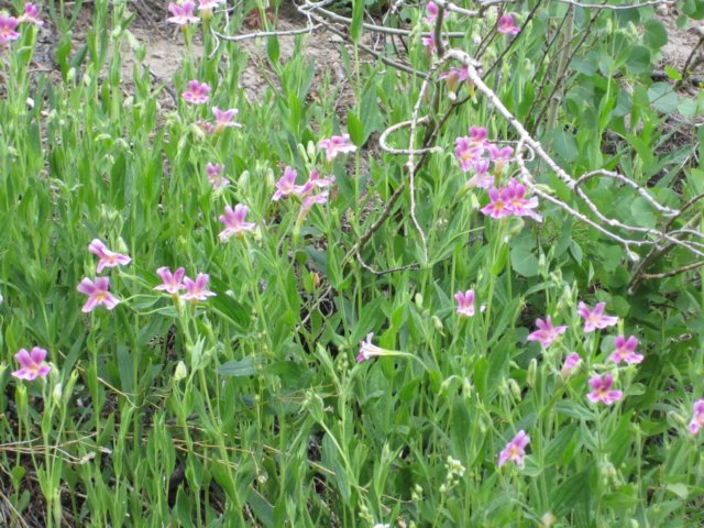 pinkmonkeyflowers.jpg