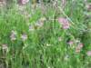 pinkmonkeyflowers_small.jpg