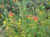 sierracolombinesandmonkeyflowers_small.jpg