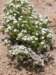 spreadingphlox_small.jpg