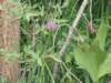 swamponion_small.jpg