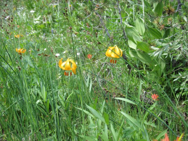 tigerlillies.jpg