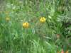 tigerlillies_small.jpg