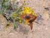 twobutterfliesongroundsel_small.jpg