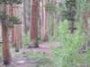 westernrobinontheforestfloor_small.jpg
