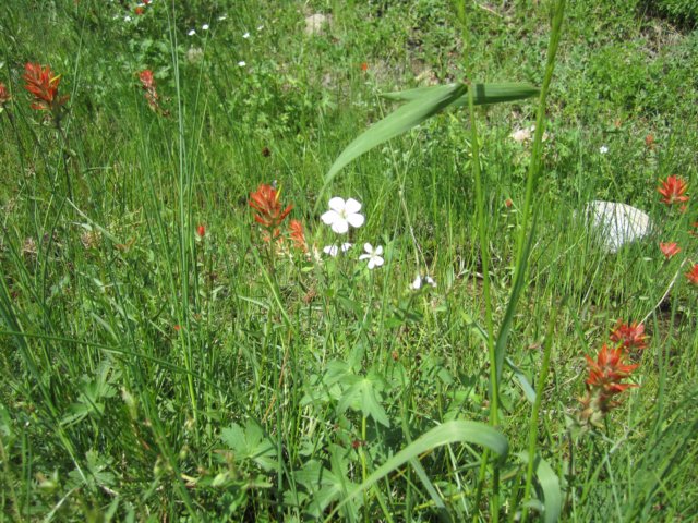 wildgeranium.jpg