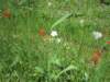 wildgeranium_small.jpg