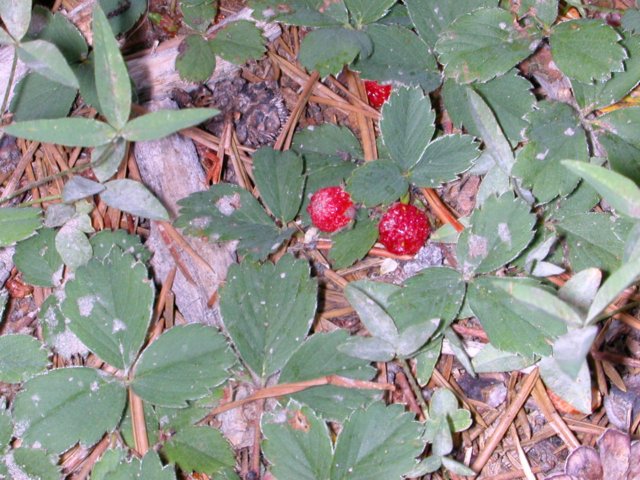 wildstrawberry.jpg