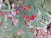 wildstrawberry_small.jpg