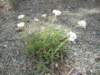 yarrow_small.jpg